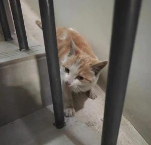 捡到可爱的小猫是缘分，但占为己有就摊上事儿了！-陈晓峰律师网